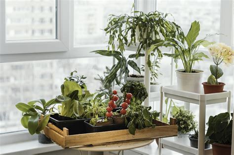 垂吊植物風水|【風水特輯】植物向外生長攀爬不修剪，運勢將走下坡…